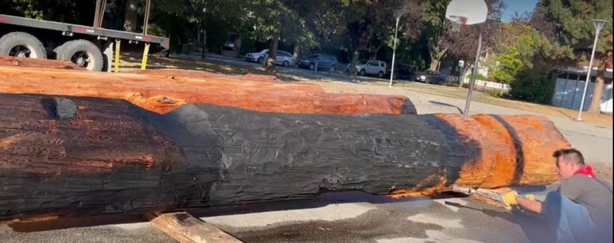 Field photo of timber log